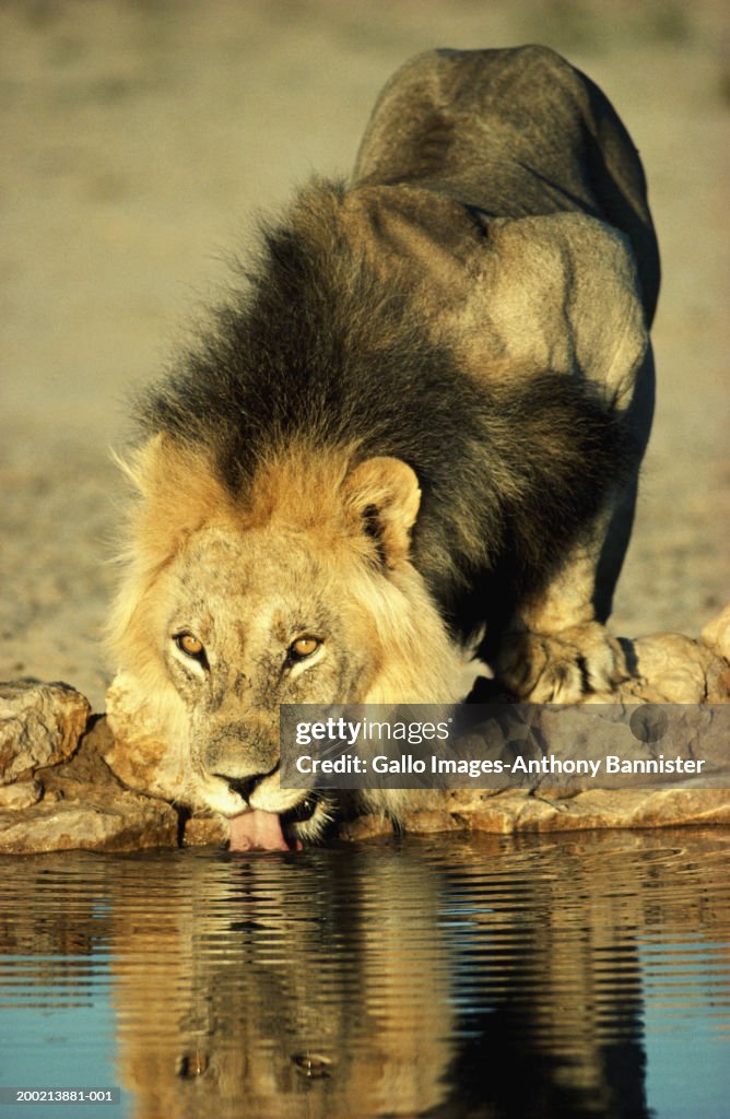 Lion (Panthera leo) drinking at water hole, close-up