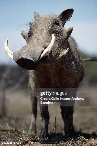 warthog (phacochoerus aethiopicus looking to side, close-up - tusk stock pictures, royalty-free photos & images