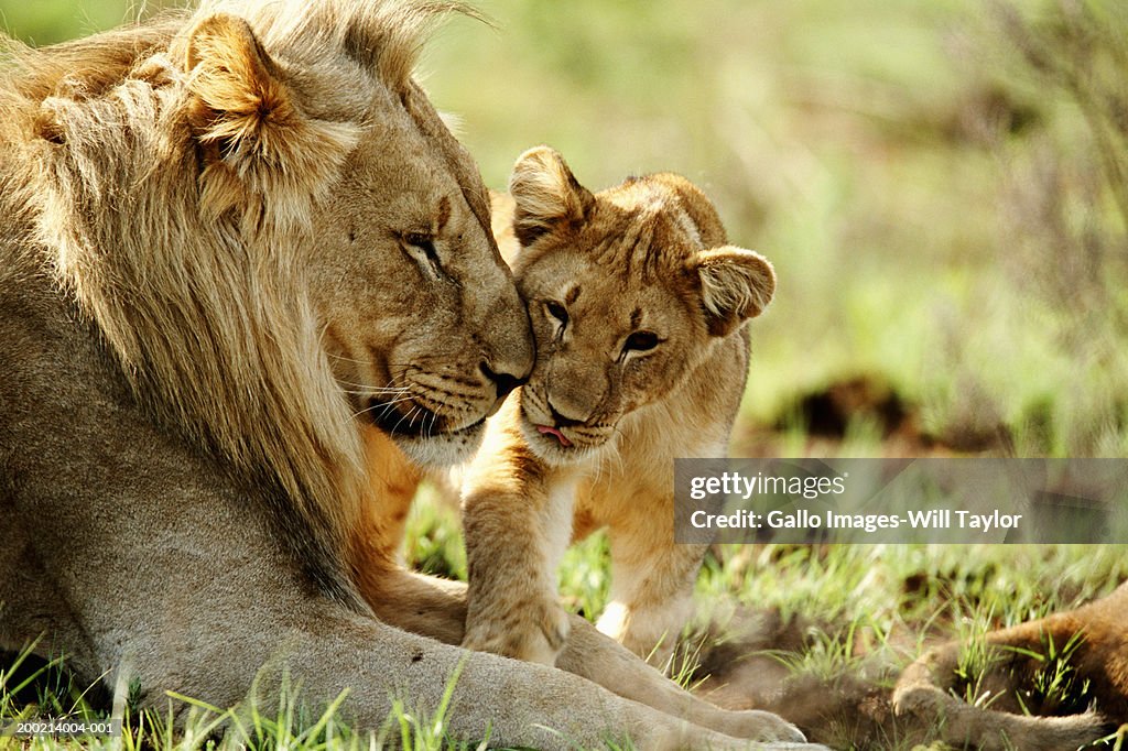 Lion and cub (Panthera leo) in field, close-up