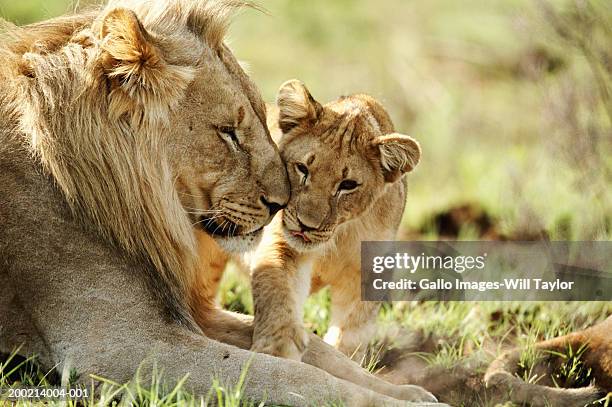 lion and cub (panthera leo) in field, close-up - mamífero fotografías e imágenes de stock