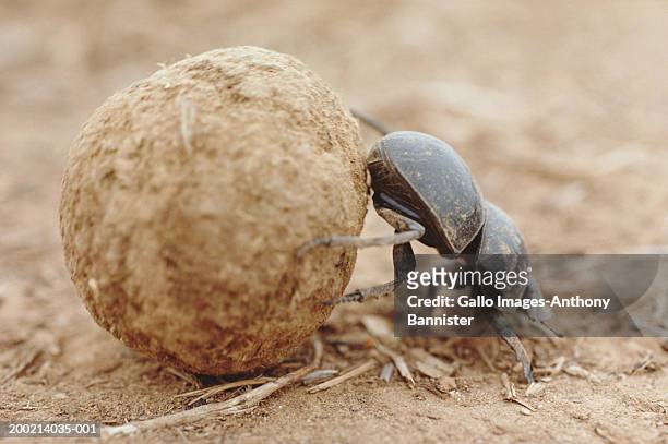 dung beetle (scarabaeus sacer) rolling dung ball, close-up - scarabee stockfoto's en -beelden