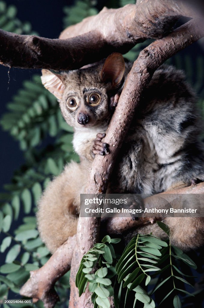 Thick-tailed bushbaby (Galago Crassicaudatus) in tree, close-up
