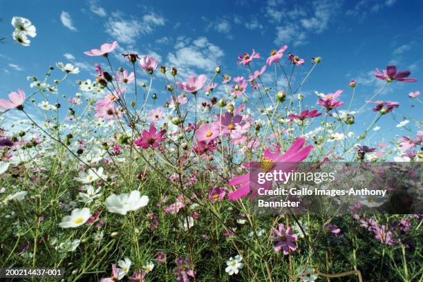 cosmos (cosmos bipinnatus) flowers, close-up - cosmos flower stock pictures, royalty-free photos & images