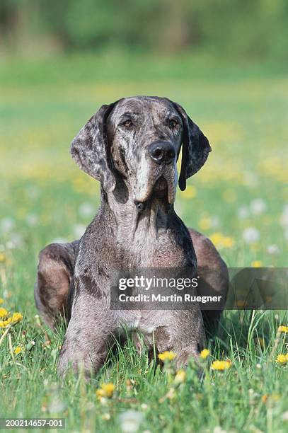great dane sitting on grass - gran danés fotografías e imágenes de stock
