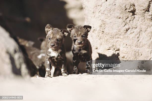 african wild dog pups (lycaon pictus) - lycaon photos et images de collection