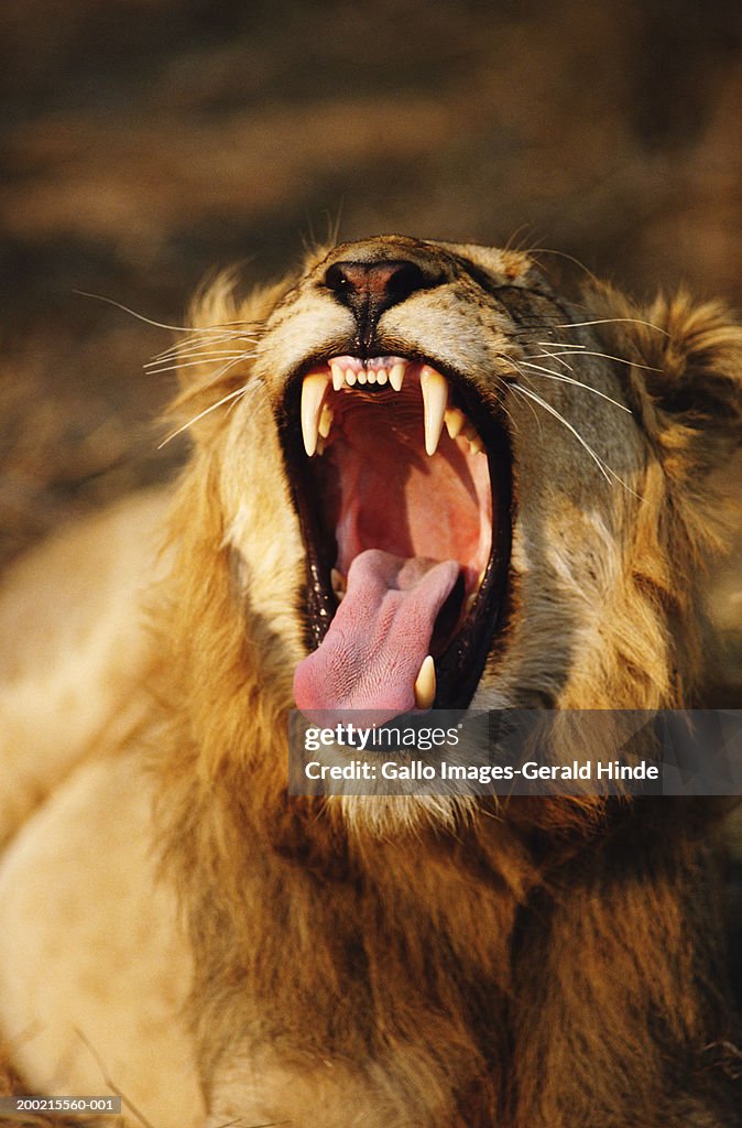 Lion (Panthera leo) lying in field, yawning