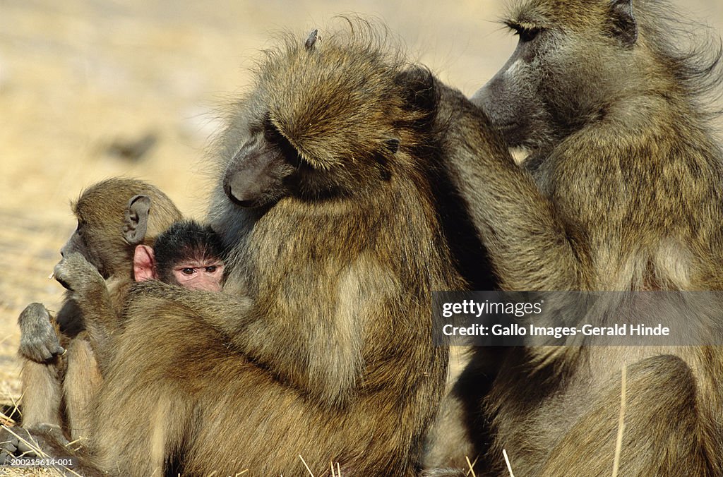 Chacma baboons (Papio ursinus) grooming