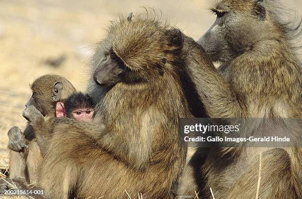 chacma baboons (papio ursinus) grooming - chacma baboon 個照片及圖片檔