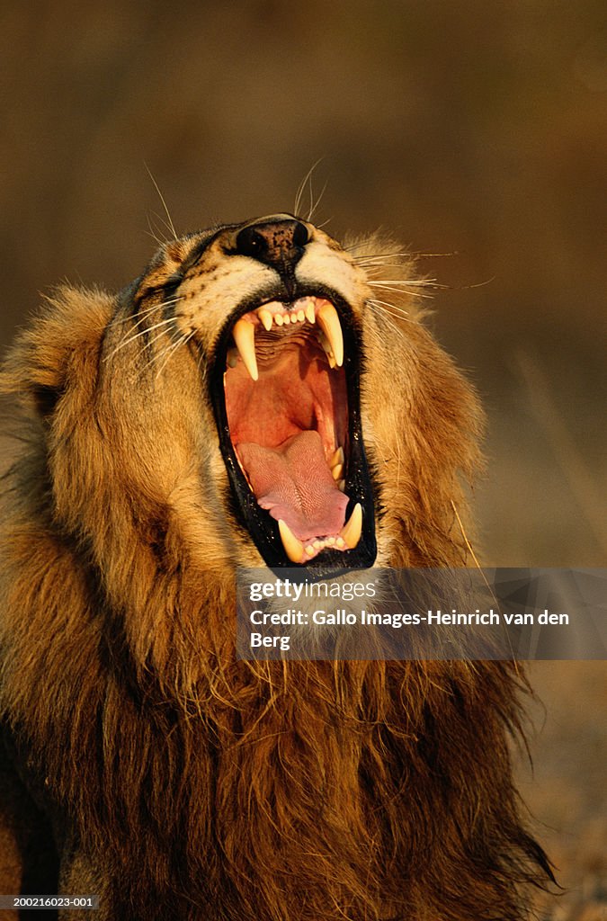 Lion (Panthera leo) yawning, close-up