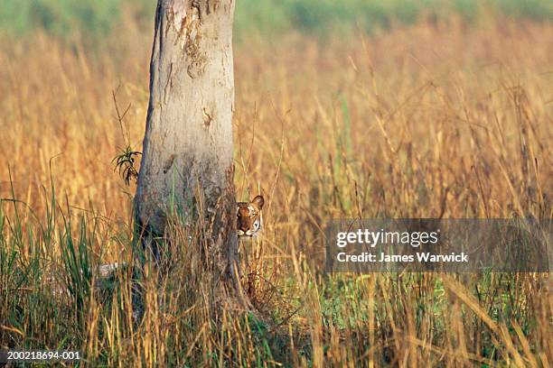 bengal tiger (panthera tigris tigris) peering around tree trunk - こっそり ストックフォトと画像