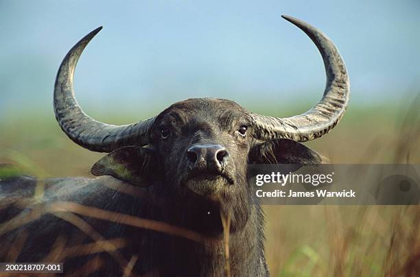 water buffalo (bubalus bubalis), close-up - bufalo indiano foto e immagini stock