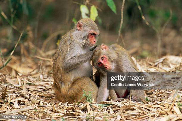 rhesus macaque (macaca mulatta) grooming another rhesus macaque - grooming fotografías e imágenes de stock