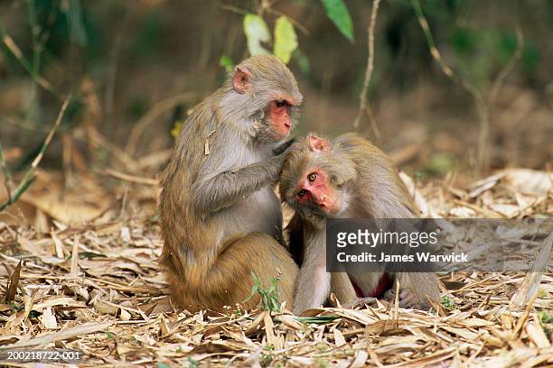 rhesus macaque (macaca mulatta) grooming another rhesus macaque - rhesus macaque stock pictures, royalty-free photos & images
