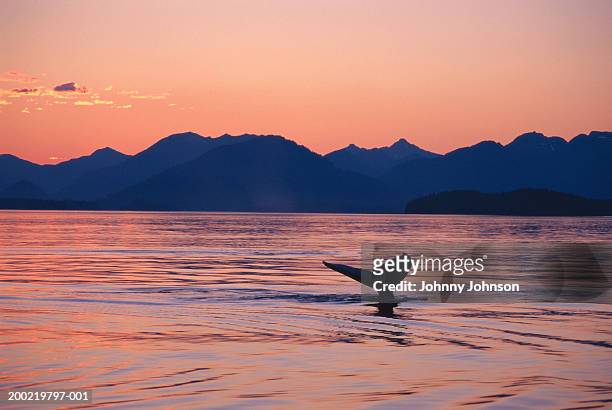 usa, alaska, humpback whale with tail fin above water, sunset - aleta de cola aleta fotografías e imágenes de stock