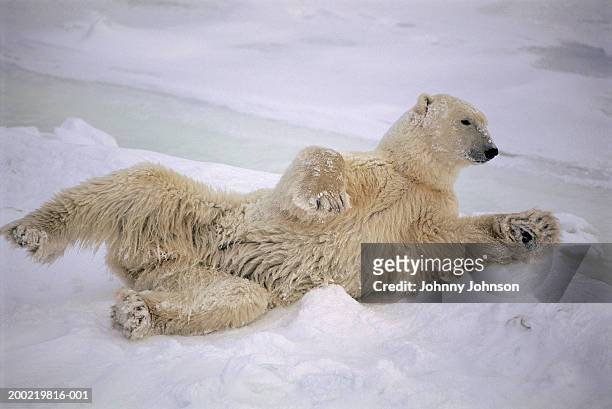 polar bear (ursus maritimus) lying in snow (grainy) - bear lying down stock pictures, royalty-free photos & images