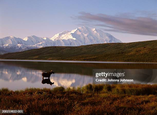 usa, alaska, moose (alces alces) standing in wonder lake, dawn - denali national park foto e immagini stock