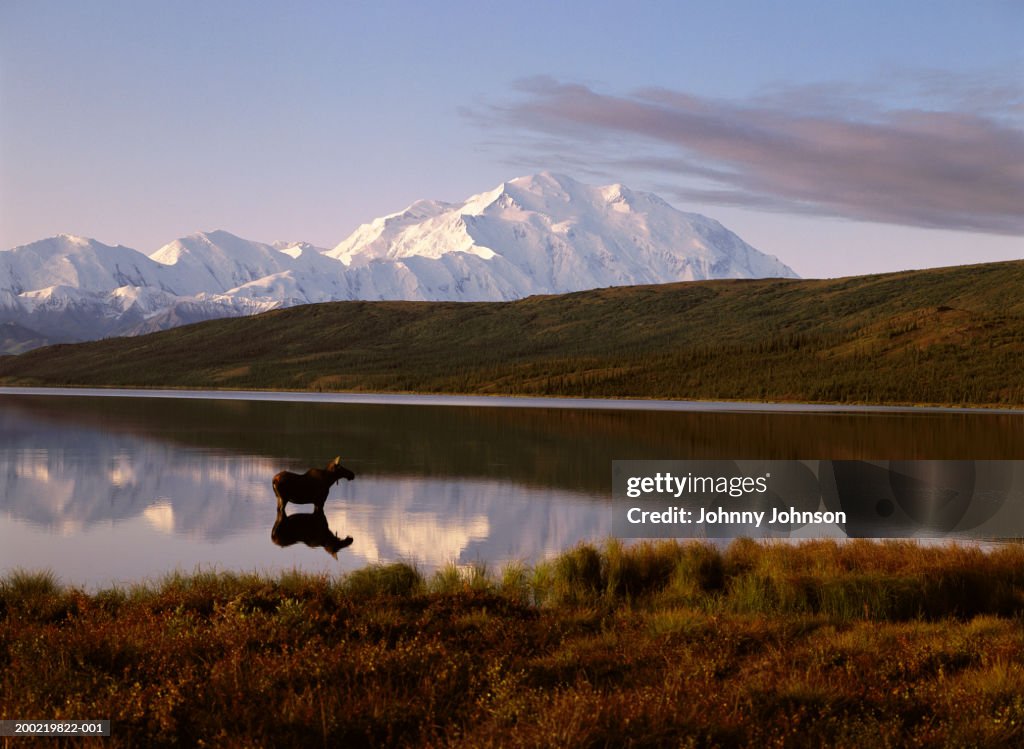 USA, Alaska, moose (Alces alces) standing in Wonder Lake, dawn