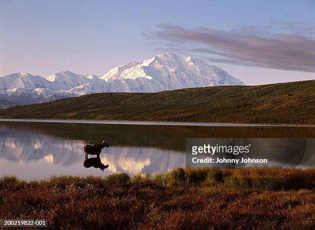 usa, alaska, moose (alces alces) standing in wonder lake, dawn - alaska mountain range stock pictures, royalty-free photos & images