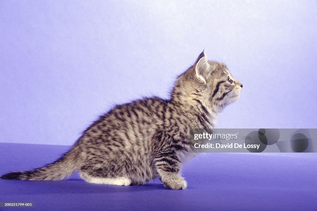 Kitten about to pounce, side view