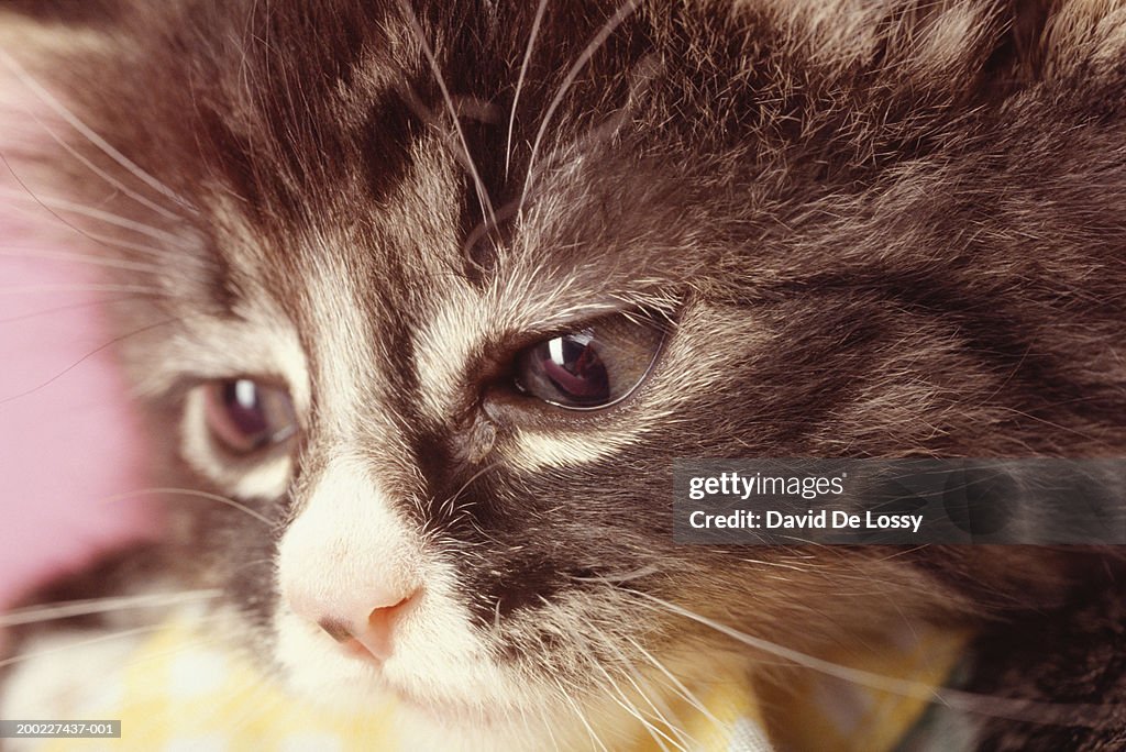 Kitten, close-up
