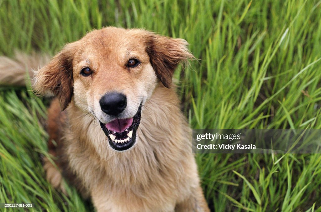 Dog sitting in tall grass, elevated view