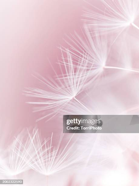 extreme close-up fluffy dandelion seeds on pink blurred background. macro photography - dandelion seed stock pictures, royalty-free photos & images