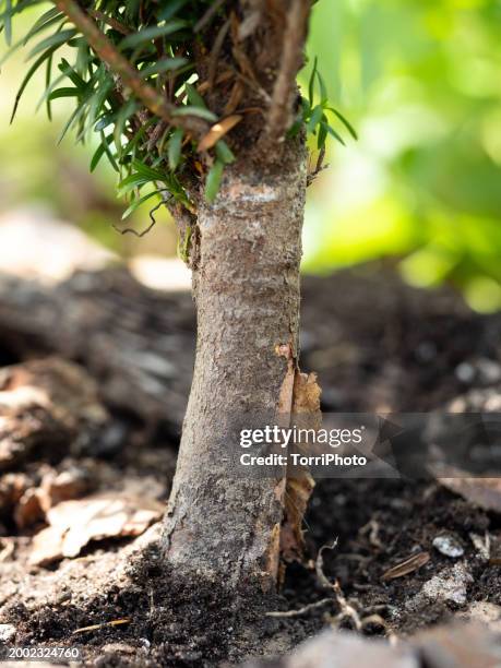 close-up of delamination or cracking of the woody bark of a young tree seedling - peel park stock pictures, royalty-free photos & images