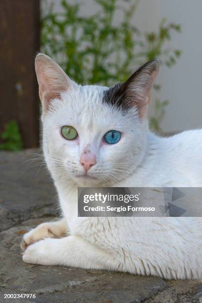 portrait of a cat featuring different coloured eyes known as heterochromia - heterochromatin stock pictures, royalty-free photos & images