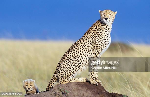 cheetah (acinonyx jubatus) with cub on plain, sitting on rock - afrikaans jachtluipaard stockfoto's en -beelden
