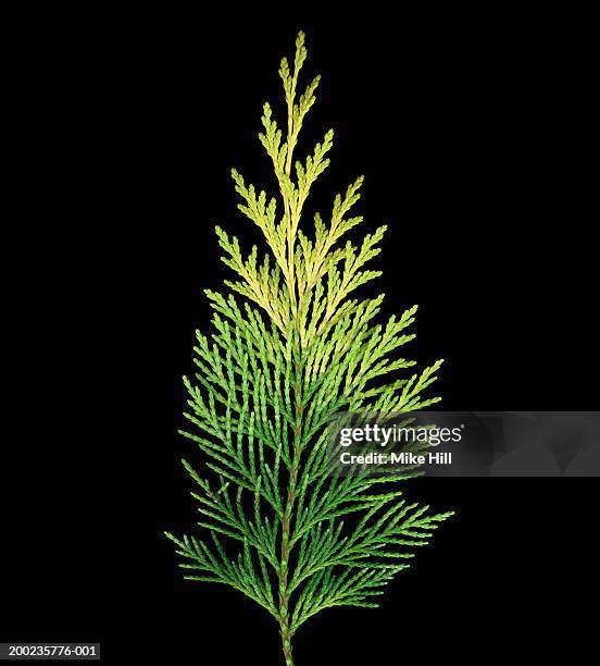 western red cedar leaf (thuja plicata), close-up - cedar tree bildbanksfoton och bilder