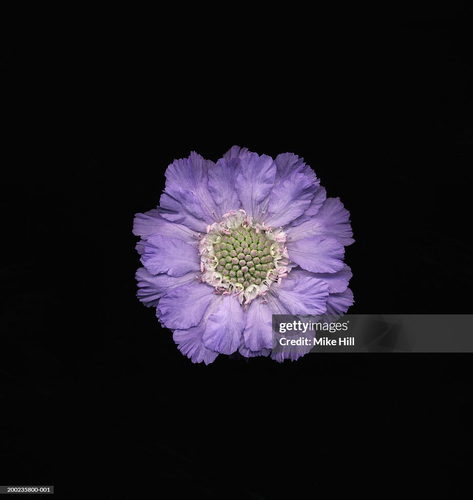Scabious flower (Scabiosa caucasia), close-up