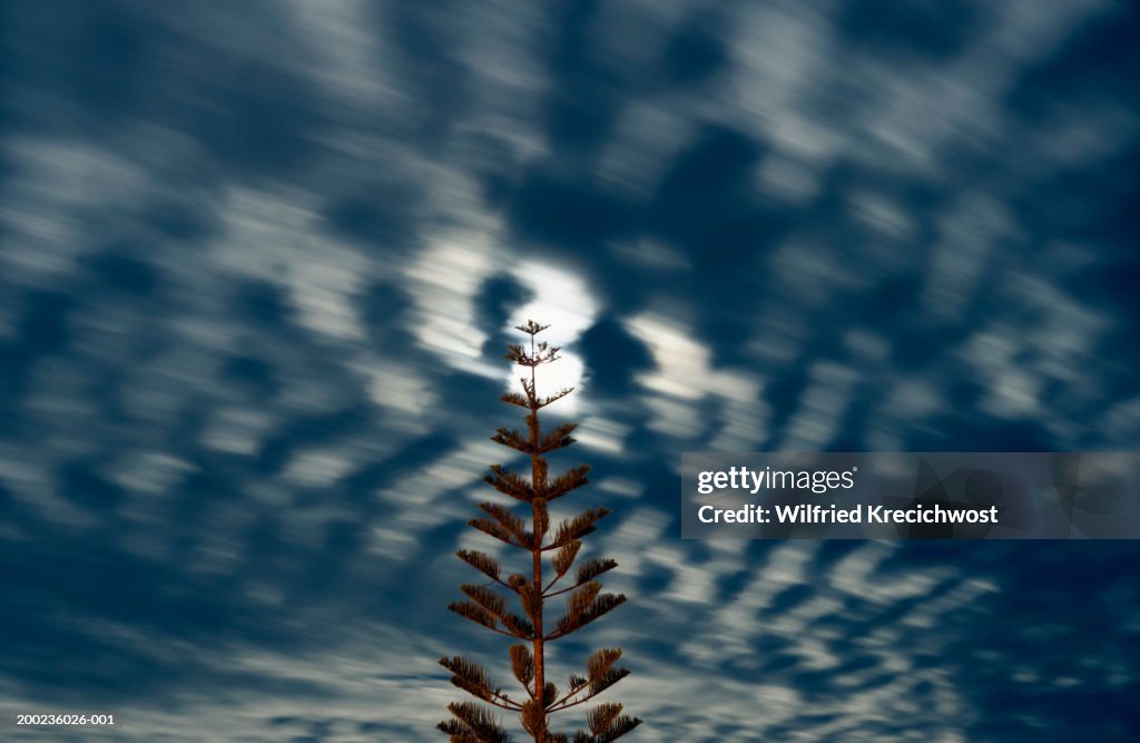 Norfolk island pine against moving clouds, night (long exposure)