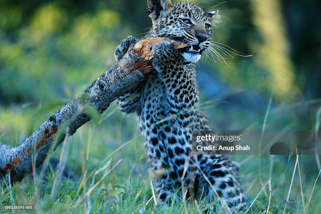 Leopard cub (Panthera pardus) holding branch, Masai Mara, Kenya