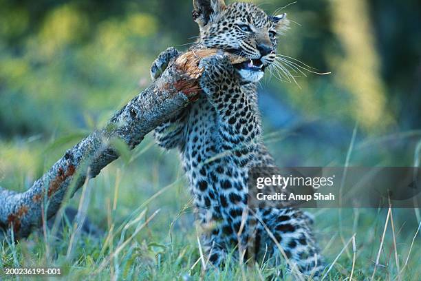 leopard cub (panthera pardus) holding branch, masai mara, kenya - leopard cub stock pictures, royalty-free photos & images