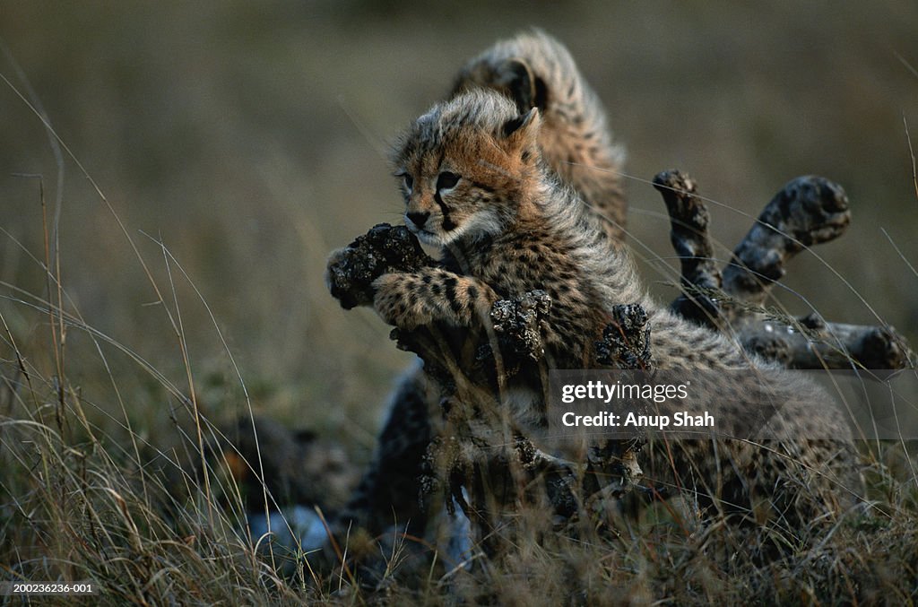 Cheetah cubs (Acinonyx jubatus) standing, holding bark, Masai Mara ,Kenya