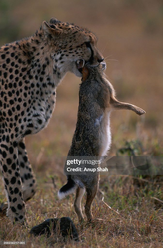 Cheetah (Acinonyx jubatus) holding prey in it's mouth, side view, Masai Mara, Kenya