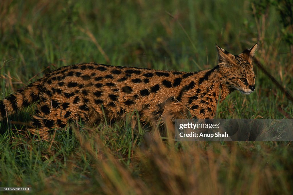 Serval (Felis serval) standing, side view, Mara, Kenya