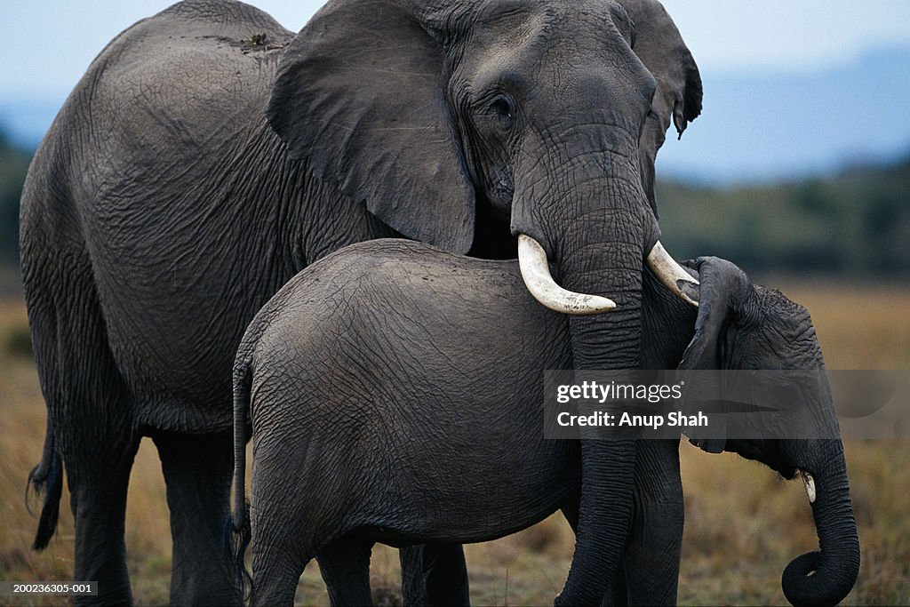 African elephant (Loxodonta africana) and calf, Masai Mara N.R, Kenya