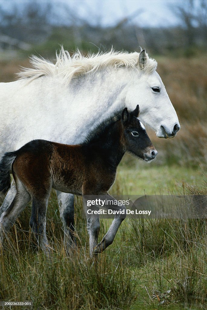 Horse with it's foal in field, side view