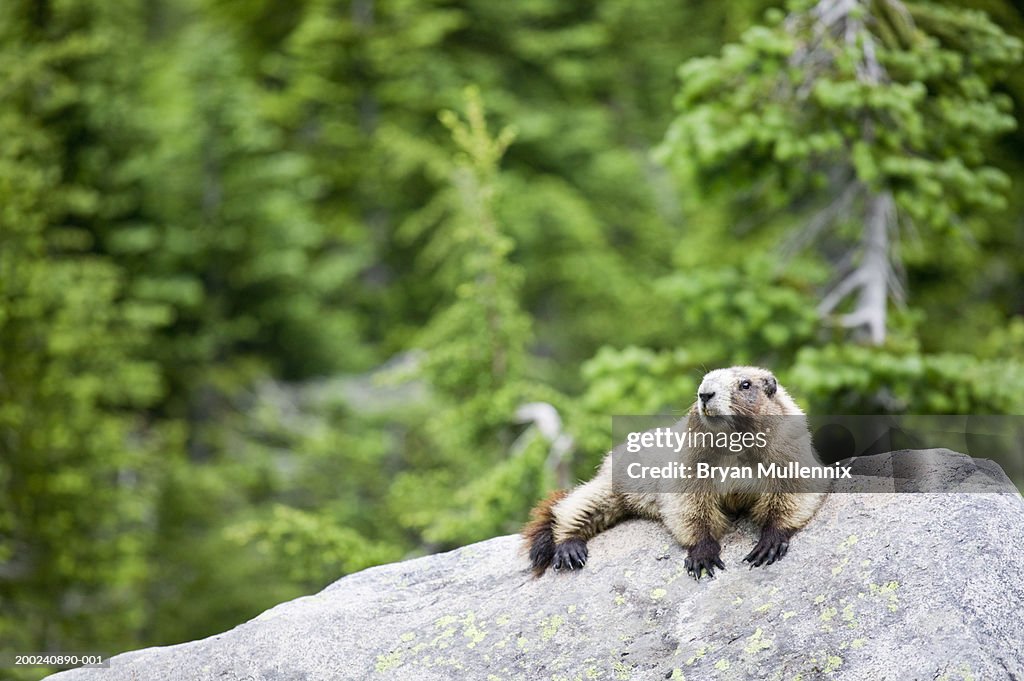 Hoary marmot (Marmota caligata) lying on rock