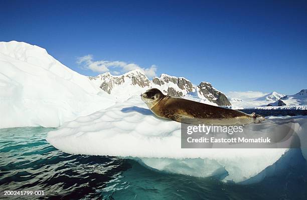 leopard seal (hydrurga leptonyx) on ice floe, side view - leopard seal stock-fotos und bilder