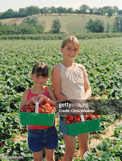 sisters (7-11) in field holding punnets of strawberries, portrait - barquette photos et images de collection