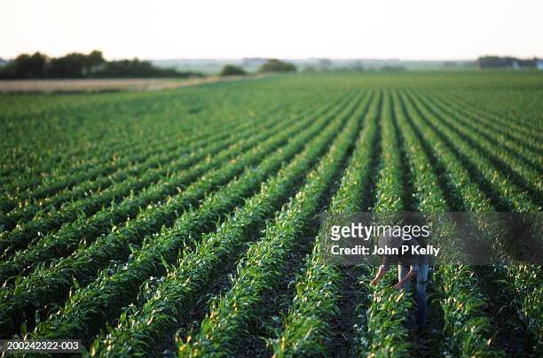 mature woman working in soybean field, elevated view - agricoltura foto e immagini stock
