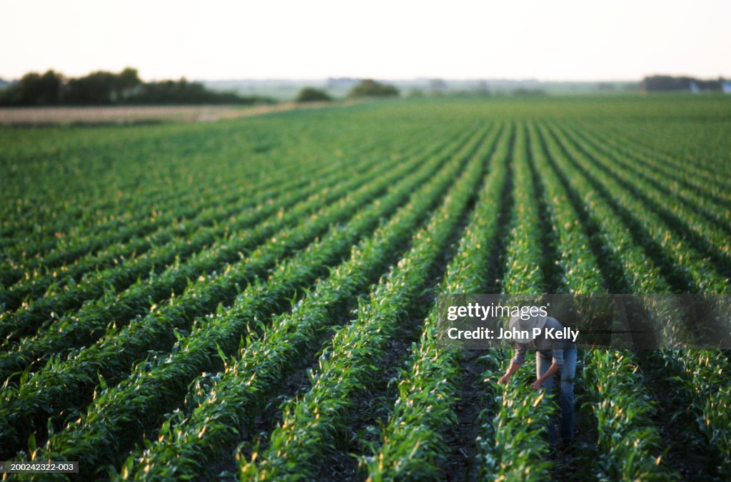 Mature woman working in soybean field, elevated view