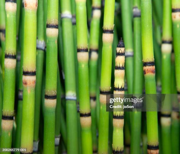 clump of horsetail reeds (equisetum hyemale), mid section, close-up - ackerschachtelhalm stock-fotos und bilder