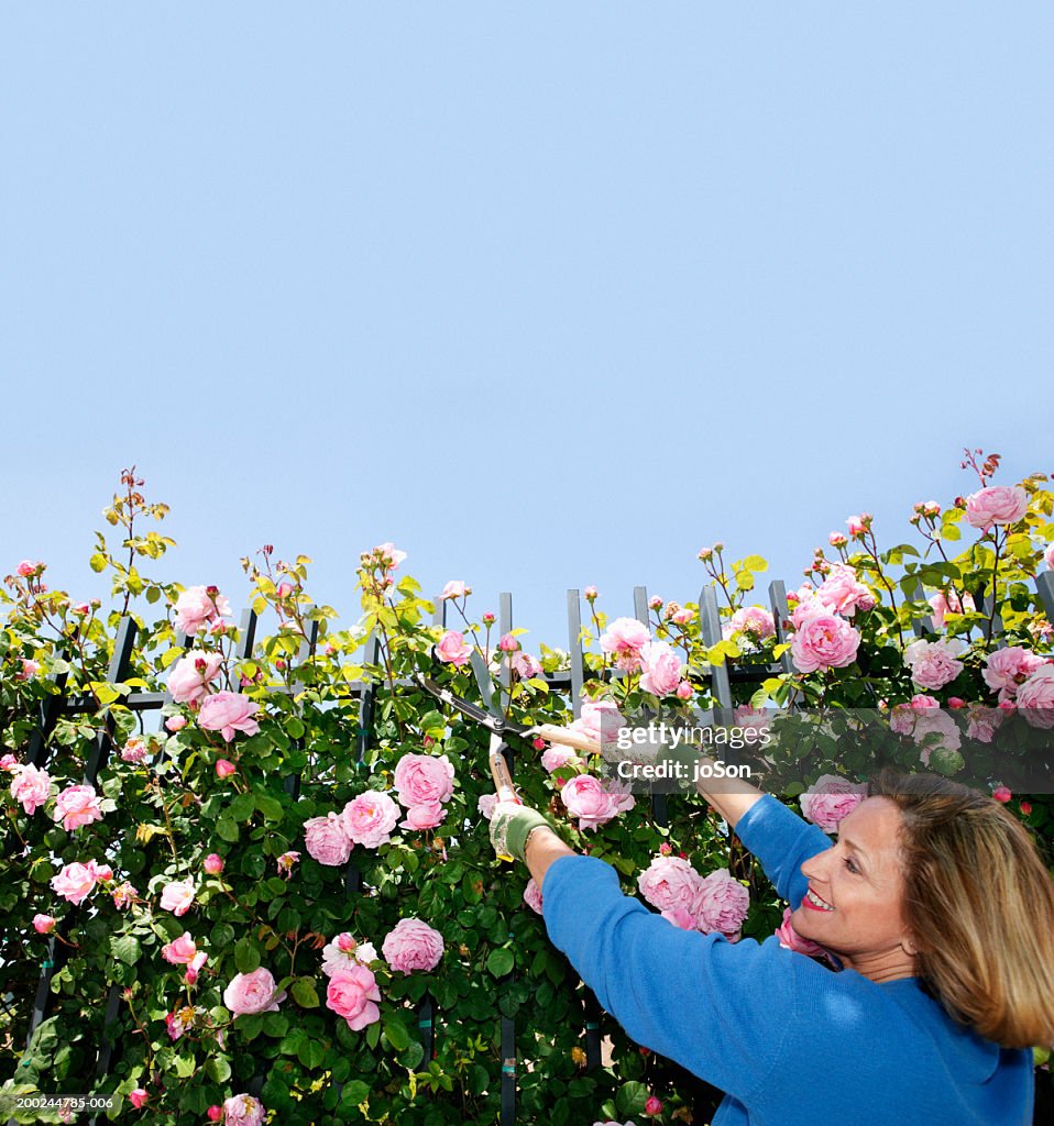 Mature woman clipping roses in garden with garden shears, side view