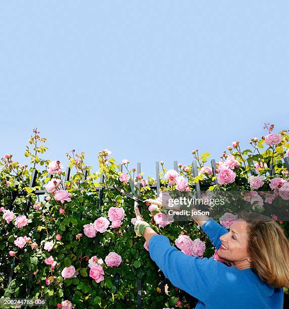 mature woman clipping roses in garden with garden shears, side view - white rose garden stock pictures, royalty-free photos & images