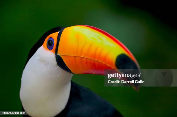 toco toucan (ramphastos toco), captive animal - toucan 個照片及圖片檔
