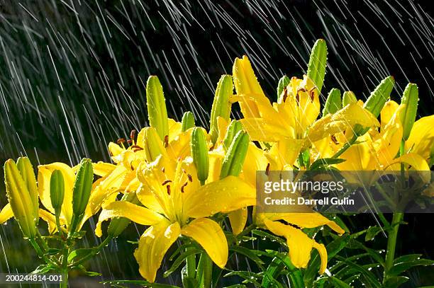 asiatic lily flowers (lilium asiatic) with water drops - asiatic lily - fotografias e filmes do acervo