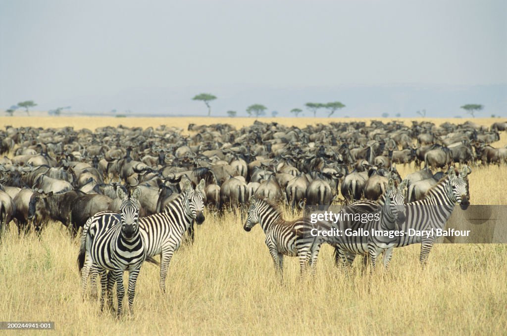 Zebra and wildebeest on plain